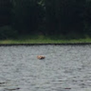 Meet your Posher, Krissy